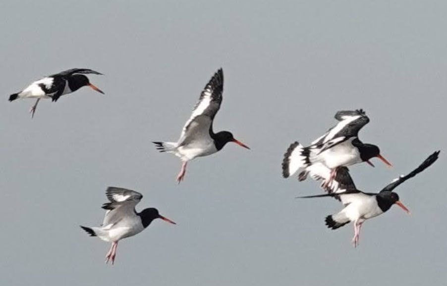 海鳥を求め海岸へ（海浜幕張駅から南船橋駅へ）探鳥ツアー4の1