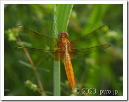 P8220583uショウジョウトンボ