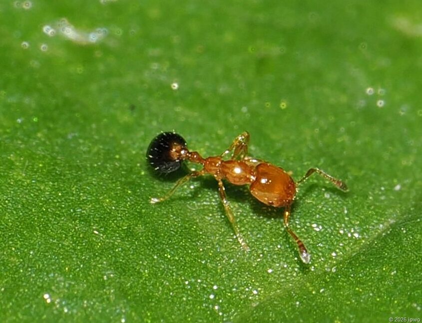 ヒメアリは、ヒアリに呼び方が似ているが見た目も似ているようだ